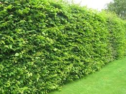 Habr obecný na živy plot