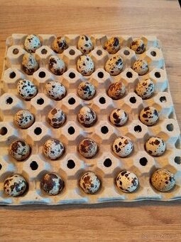 Krepelčí vajíčka