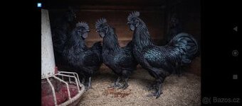 Kohouti Ayman Cemani