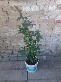 Prodám čtyřletou borůvku CHANTICLEEER.