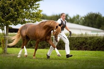 Připouštění welsh pony B, přirozená pl. i mražené dávky