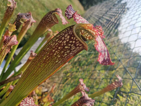 Masožravé rostliny - Likvidace vos a much
