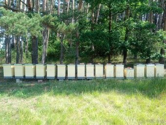 Vyzimovana včelstva, oddělky, včely