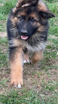 německý ovčák štěňátka s PP černá se znaky