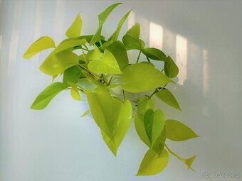 Scindapsus Neon