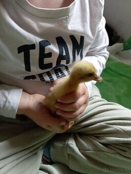 Indický běžec stříbrný-káčátka