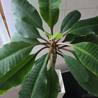 Euphorbia leuconeura sadičky
