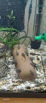 Ancistrus sp.