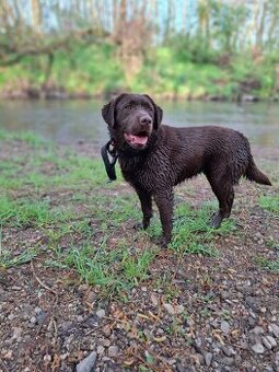 Hladam Psa Hnedy Labrador bez PP