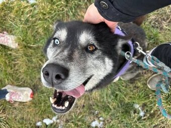 Husky Nomádka k adopci - 1