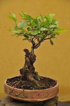 Alnus glutinosa - Olše lepkavá - 40 let