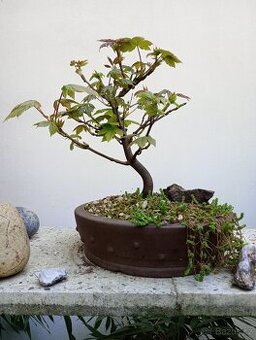 Javor mléč (Acer platanoides) bonsai