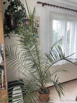 Palma datlová - výška cca 220 cm