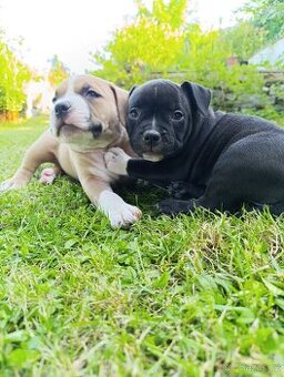 American Bully Pocket s PP – špičkový vrh po importovaném ot