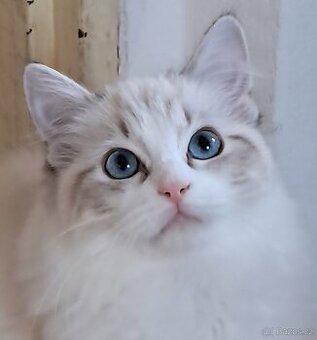 Kočička  ragdoll s PP