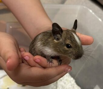 Osmák degu