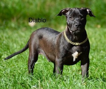 Apbt s PP