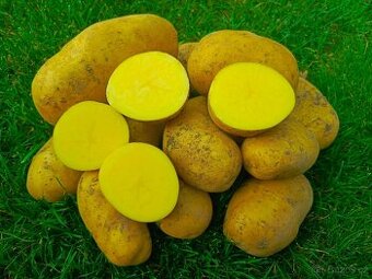 Brambory na uskladnění, cibule na uskladnění