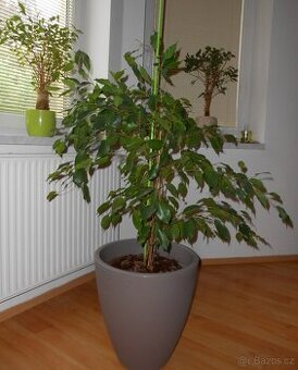 Fíkus -  Ficus benjamina