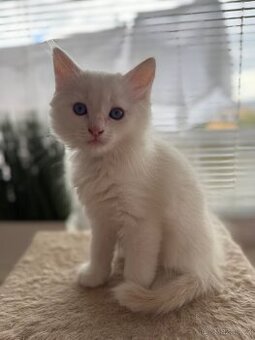 Ragdoll kocourek