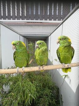 Amazoňan žlutokrký