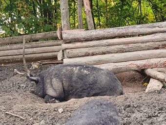 Maďarská mangalice