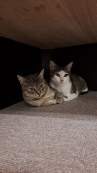 Kočičí sestřičky naléhavě hledají společný domov