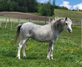 Welsh mountain pony - klisna