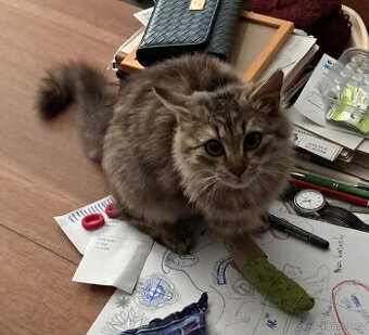 Daruji skvělou kočičku