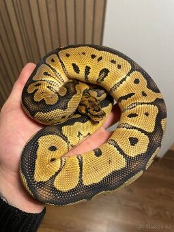 Krajta královská samice Clown