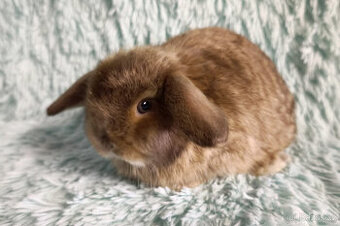 ⭐️ Vánoční ⭐️ Zakrslý beránek SATÉNOVÝ🍀 T4 🍀