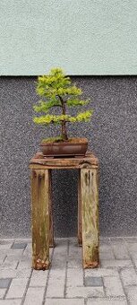 Bonsai, bonsaj, modřín v misce