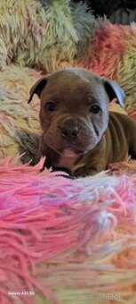 Stafordšírský bulterier