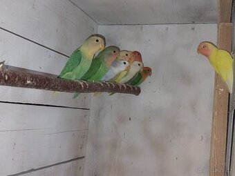 Agapornis růžohrdlý