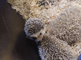 Ježek bělobřichý - 1