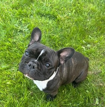 Francouzský buldoček - 1