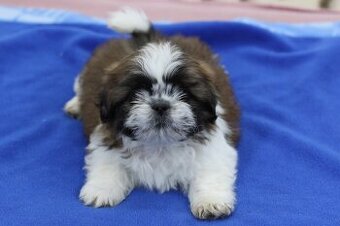 Shih-tzu, Shih tzu, si cu bez pp