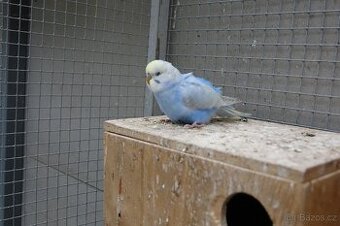 prodám mladé andulky