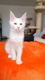 Mainská mývalí s PP