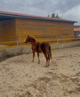 Loňský pony hřebeček
