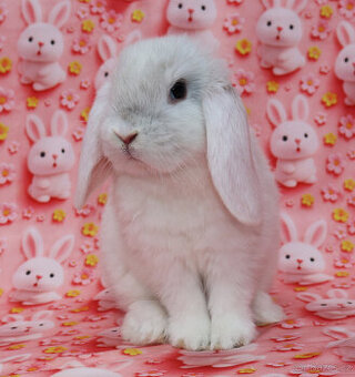 Zakrslý beránek NHD samička