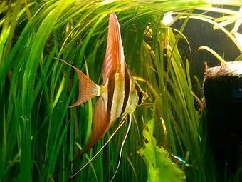 Prodej pterophyllum altum