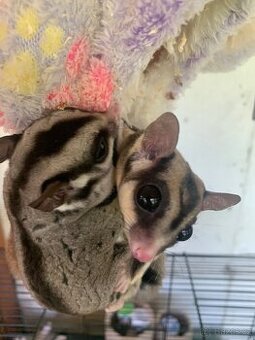 Vakoveverka létavá