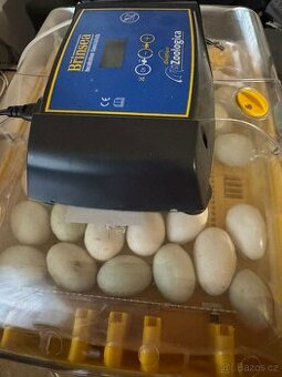 Násadová vejce Indický běžec