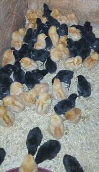 Kuřátka- slepičky- kuřata