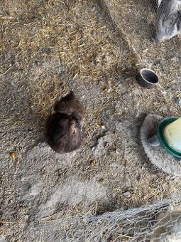 Hedvabnička velká vousatá