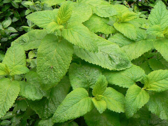 sazenice léčivky_MEDUŇKA - - viz text a fota