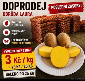 PRODEJ – konzumní brambory odrůda Laura (původ Vysočina).