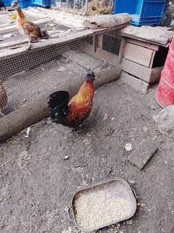 Kohouti
