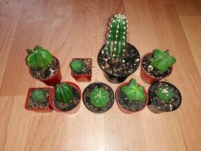 Sbírka 9 kaktusů za 499 Kč - kaktusy semenáče